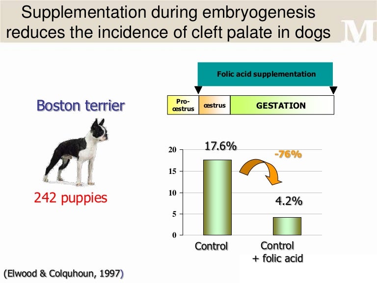 Folic acid and cleft palates in dogs