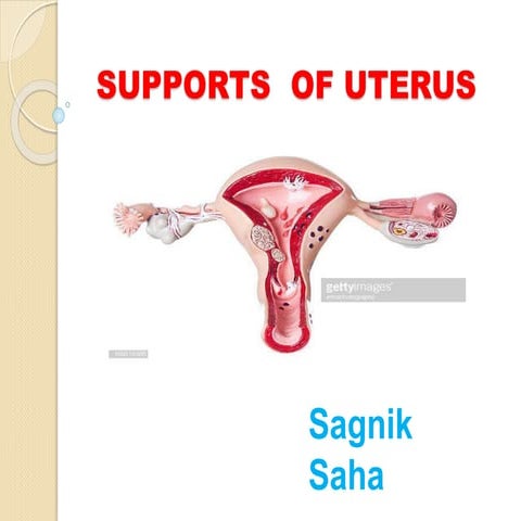Supports of Uterus