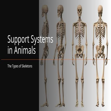 Support Structures and Systems in Animals.pptx