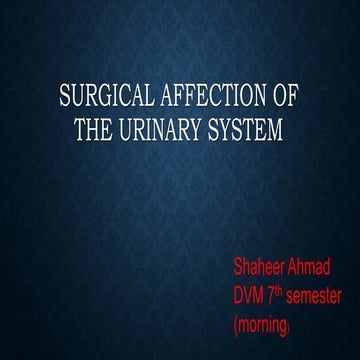 Surgeical interventions on urinary system in horses