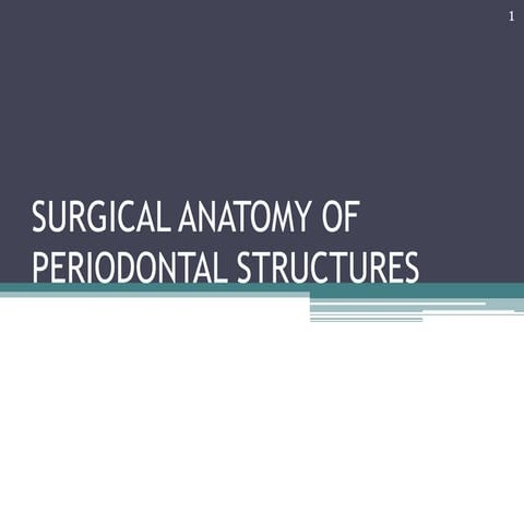 Surgical anatomy of periodontal structures,