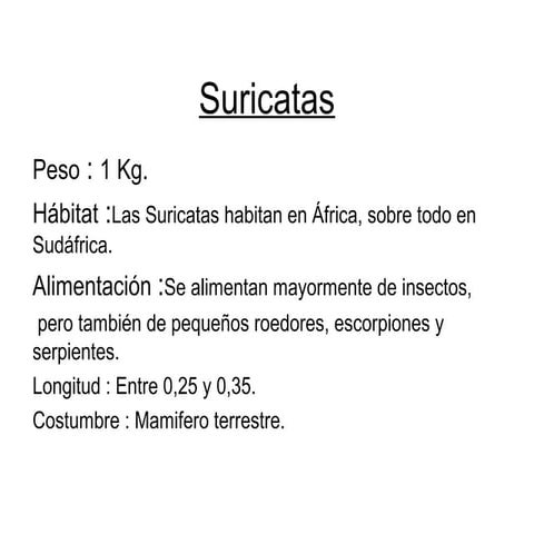 Suricatas. 
