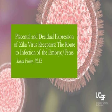 Placental and Decidual Expression of Zika Virus Receptors: The Route to Infection of the Embryo/Fetus