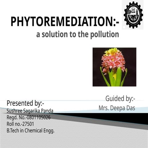 phytoremediation process by plants for food synthesis