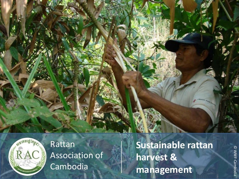 Sustainable rattan harvest and management in Cambodia