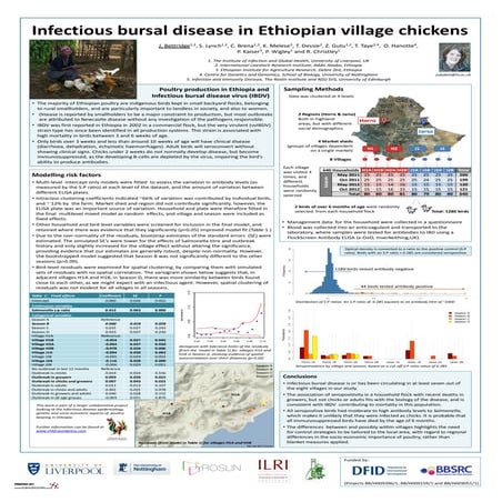 Infectious bursal disease in Ethiopian village chickens