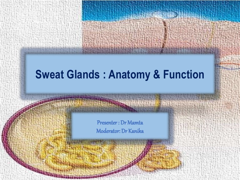 what is the technical name for sweat glands what is the technical name for sweat glands