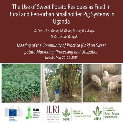 The use of sweet potato residues as feed in rural and peri-urban smallholder ...