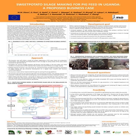 Sweetpotato silage making for pig feed in uganda