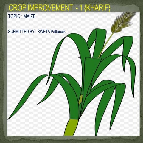 Crop improvement of maize