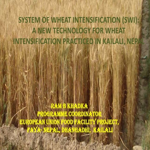 1304- System of Wheat Intensification in Kailali Nepal (SWI)
