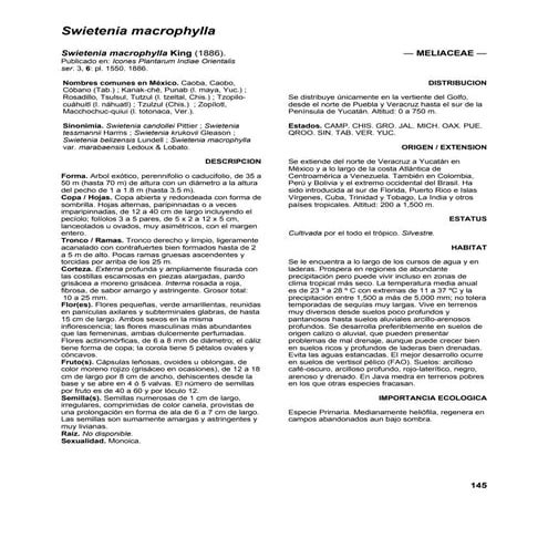 Swietenia macrophylla