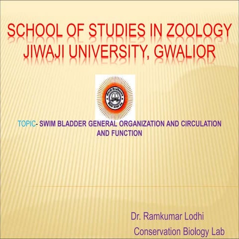 Swim bladder general organization and circulation and function