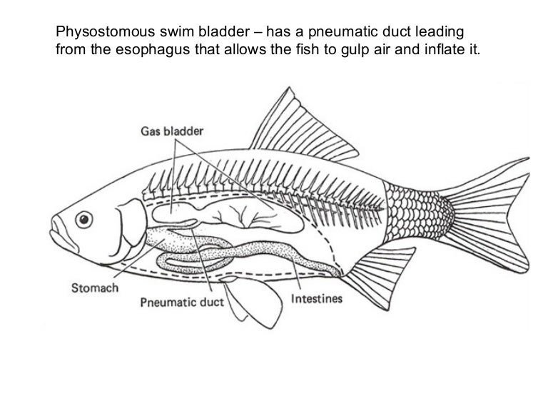 Swim Bladders and lungs Notes