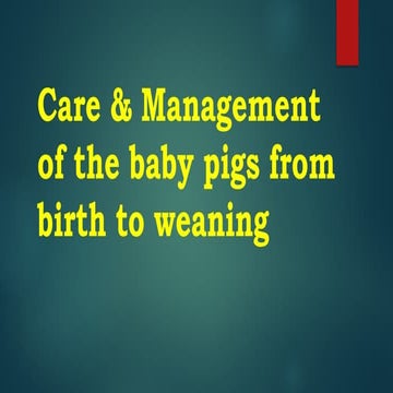 Animal Production (SWINE) CARE OF NEWBORN.pptx