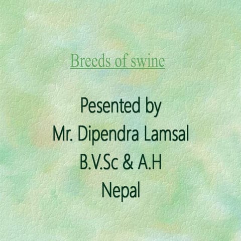 breeds of pig or swine