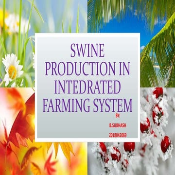 Swine production in intedrated farming system(2018042069)
