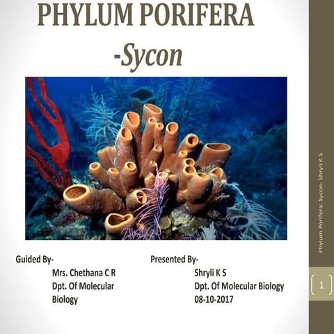 Phylum Porifera - Sycon