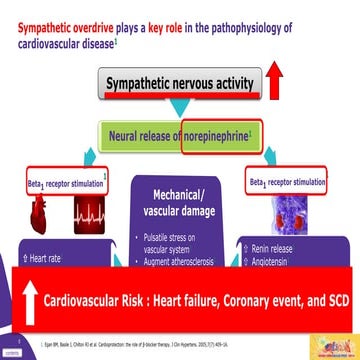 Sympathetic overdrive in hypertension