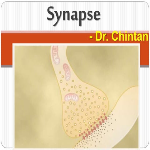 Synapse