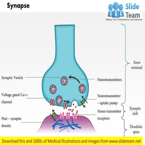 Synapse nervous system medical images for power point