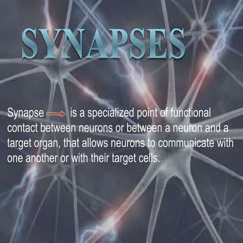 Synapses | PDF