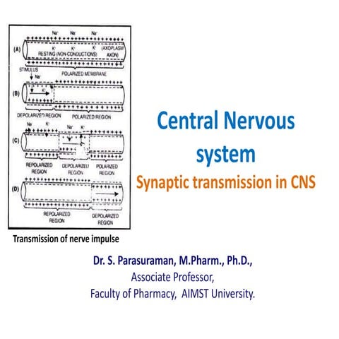 Synaptic transmission in CNS