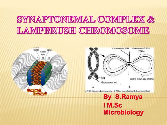 Synaptonemal complex