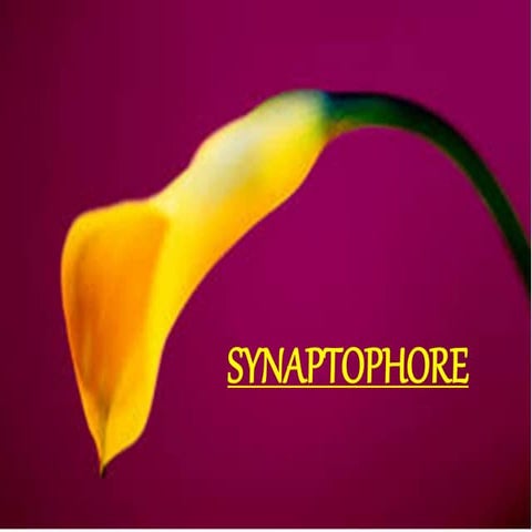 Synaptophore in ophthalmology