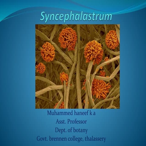 Syncephalastrum