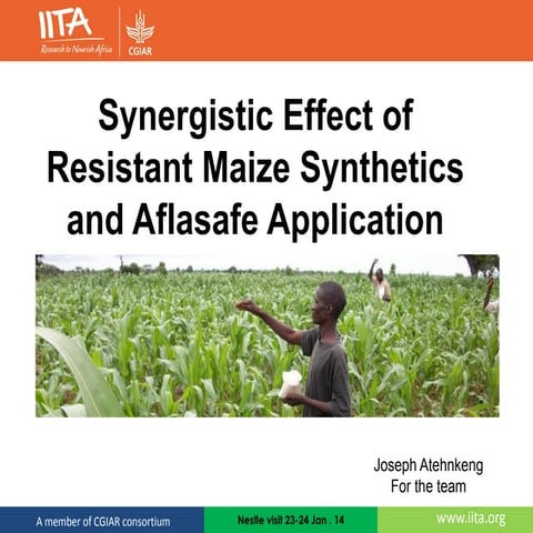 Synergistic Effect of Resistant Maize Synthetics and Aflasafe Application