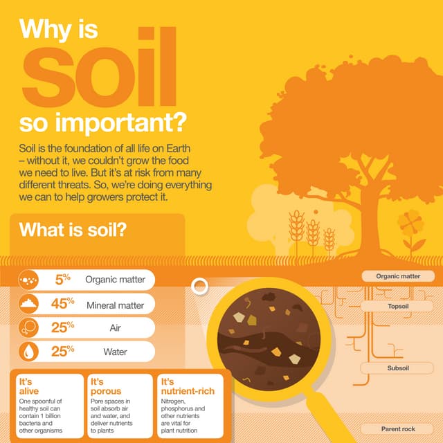 Infographic: Why is soil so important? 