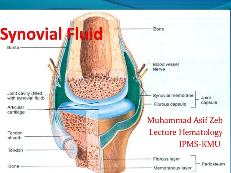 Synovial fluid