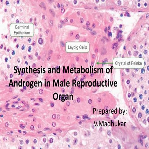 Synthesis and Metabolism of Androgen in Male Reproductive System