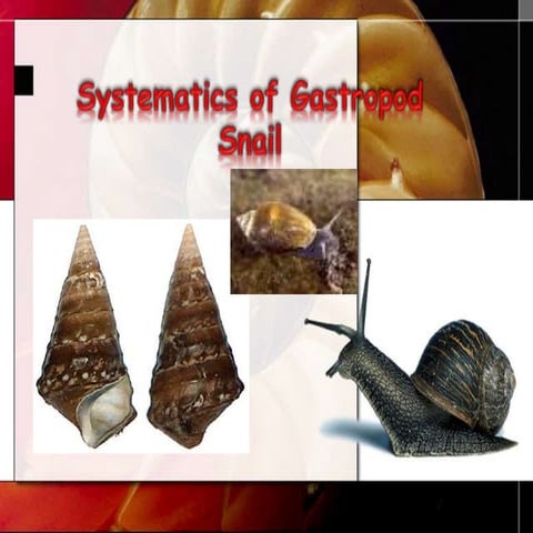 Systematics of gastropod snail 