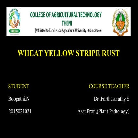 Wheat Yellow Stripe Rust