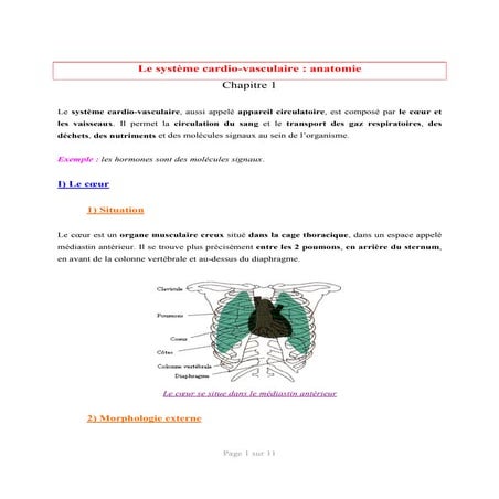 Systeme cardiovasculaire-anatomie