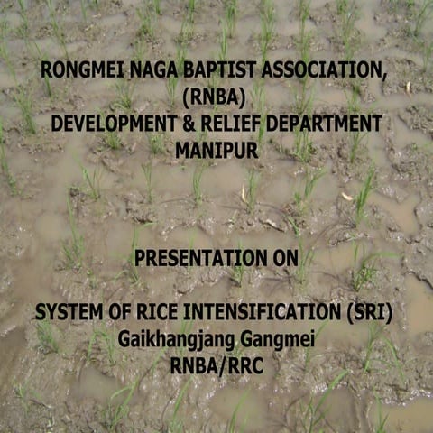 System of rice intensification in manipur, india