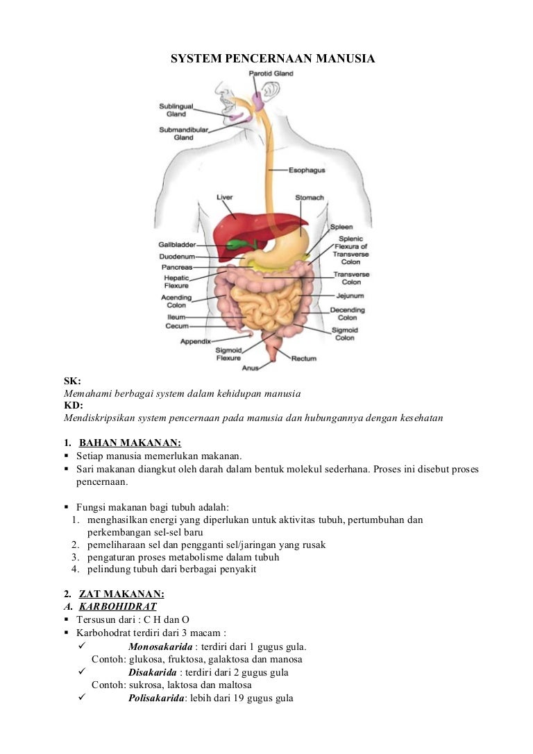System pencernaan manusia