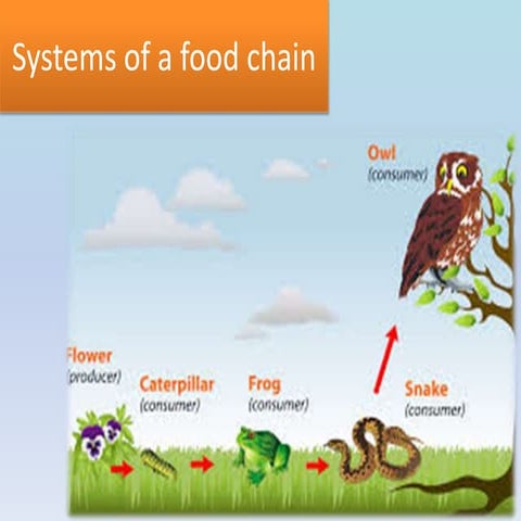 Systems of a food chain 6th 2016