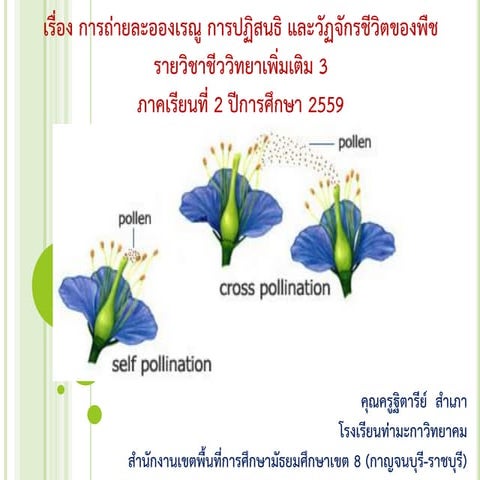 การถ่ายละอองเรณู (T)