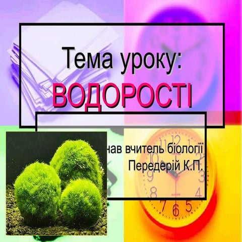 Водорості | PPT