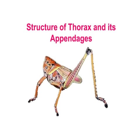 T 06 Thorax.ppt