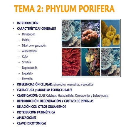 T2 Poriferos tema de zoología de la carrera