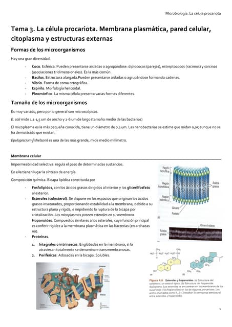 Estructura De La Pared Celular Bacteriana 2 MORFOLOGÍA Y ESTRUCTURA