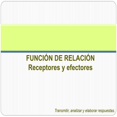 ESPA M3 T3. RECEPTORES Y EFECTORES