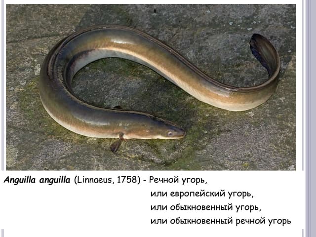 Дети Саргассова моря