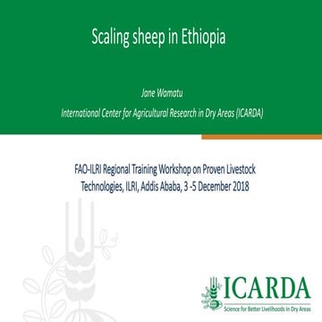 Scaling sheep in Ethiopia
