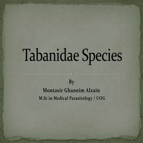 Tabanidae species - tabanus