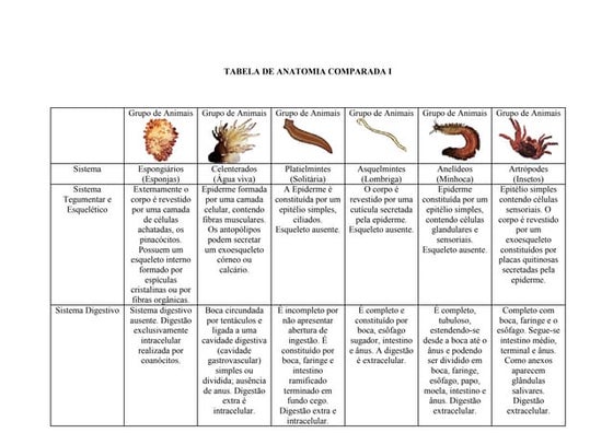 Planilha De Classificacao Do Reino Animal Classes Dos Animais